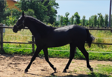 Puledro spagnolo 2 anni