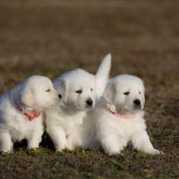 Golden retriver inglesi certificati