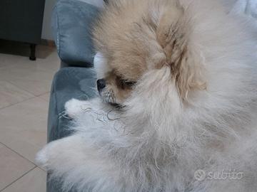 Volpino di pomerania spitz tedesco nano