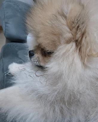 Volpino di pomerania spitz tedesco nano