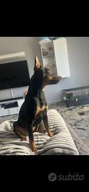 Cuccioli Pinscher nano