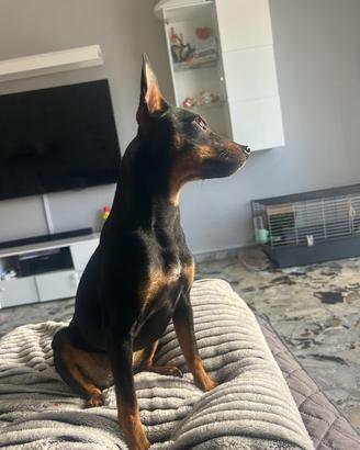 Cuccioli Pinscher nano
