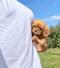 Cavalier King Charles Spaniel Ruby taglia piccola