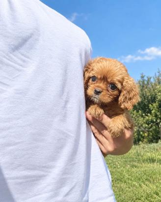 Cavalier King Charles Spaniel Ruby taglia piccola