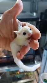 Cuccioli di Petauro leucistico allevati a mano