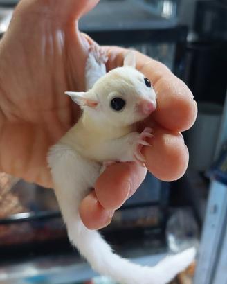 Cuccioli di Petauro leucistico allevati a mano