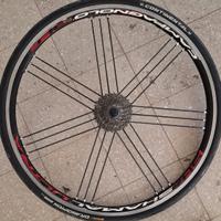Ruota Posteriore Campagnolo Shamal Ultra