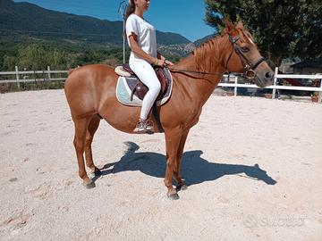 Cavallo