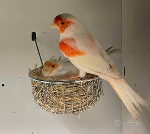 Canarini rosso mosaico Lm 2025