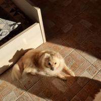 Animali volpina