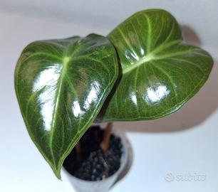 aste alocasia