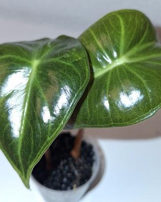 aste alocasia