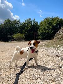 Jack russel terrier con pedegree ENCI