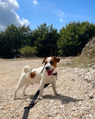 Jack russel terrier con pedegree ENCI