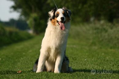 Femmina adulta Pastore Australiano