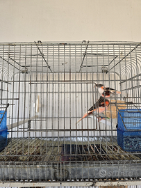 6 canarini arlecchino portoghese con gabbie