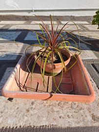 Piante Mangiafumo S.cambio