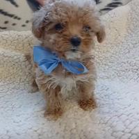 Cuccioli di Maltipoo