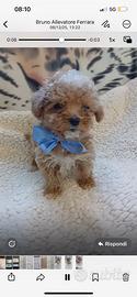 Cuccioli di Maltipoo
