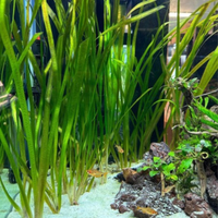 Vallisneria