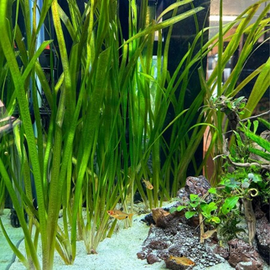 Vallisneria