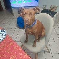 Pittbull maschio