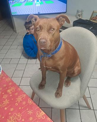 Pittbull maschio