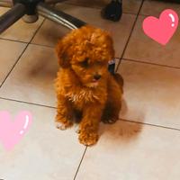 Cuccioli Barboncino toy/nano Italiani