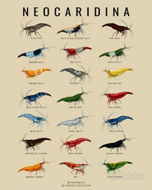 Neocaridine Davidi
