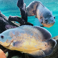 Astronotus ocellatus (pesce Oscar)