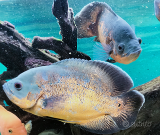 Astronotus ocellatus (pesce Oscar)