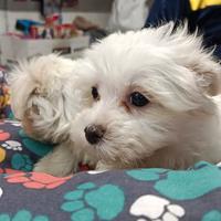 Cuccioli di maltese mini