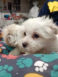 Cuccioli di maltese mini