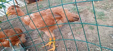 Galli e galline collo pelato 5/6 mesi