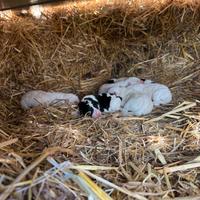 Cuccioli maremmani