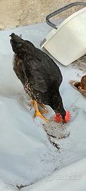 Marans
