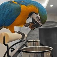 Pappagallo Ara femmina di 5 mesi - Zoe