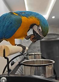 Pappagallo Ara femmina di 5 mesi - Zoe