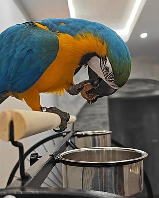 Pappagallo Ara femmina di 5 mesi - Zoe