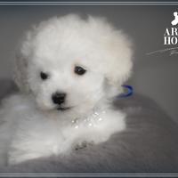 Barboncino toy bianco