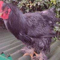 Galli cocincina gigante