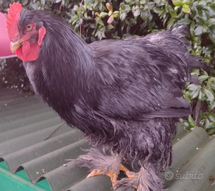 Galli cocincina gigante