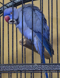 Parrocchetti dal Collare