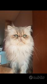 Gatto persiano