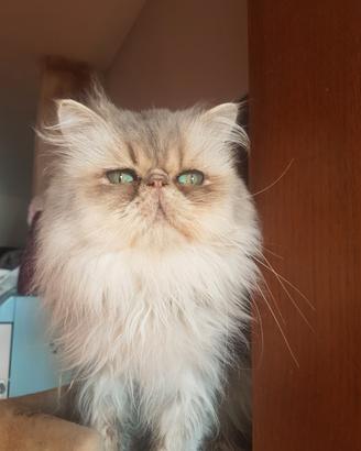 Gatto persiano
