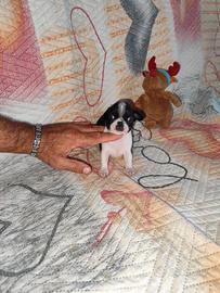 Chihuahua Toy maschio mini