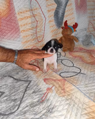 Chihuahua Toy maschio mini
