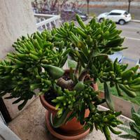 Crassula Ovata Gollum