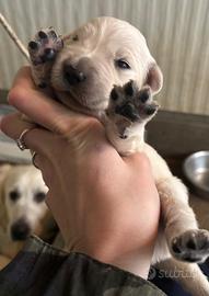 Golden retriever cuccioli
