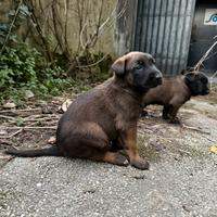Cucciolo pastore belga malinois